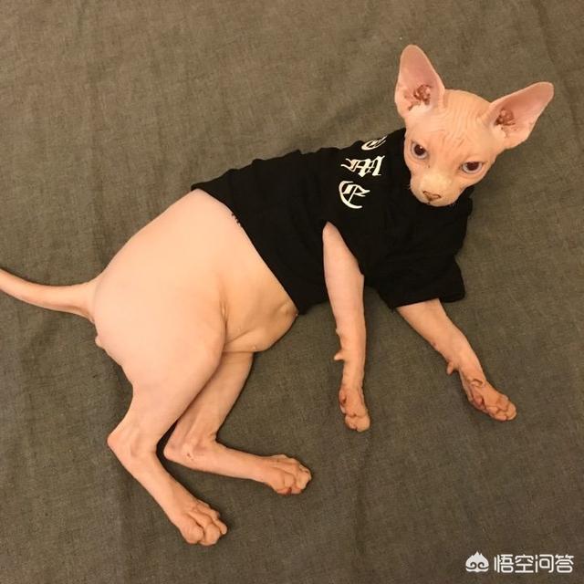 无毛猫叫什么，无毛猫是一种怎样的存在？