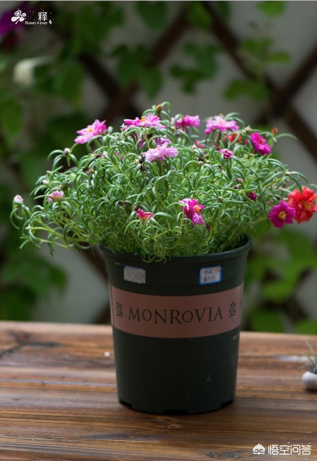 头条问答 - 针叶牡丹冬季能种植吗?(5个回答)