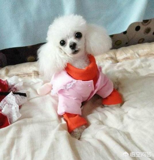 小型黑色贵宾犬图片大全:贵宾犬都有什么样的造型，最受欢迎的造型是什么？