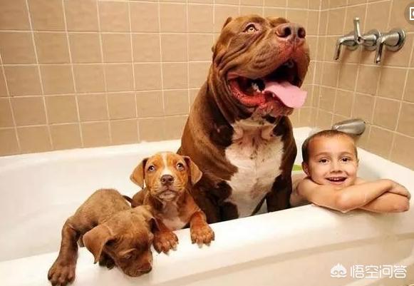 养比特狗好吗:为什么比特犬被称为全球第一猛犬？