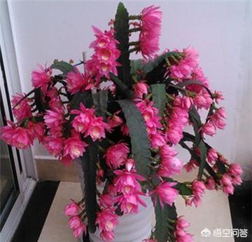 令箭荷花花芽:嫁接的令箭荷花为什么开不了花？