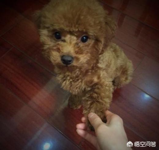 贵宾犬怎么养怎么训练:贵宾犬怎么训练？需要训练的内容有哪些？