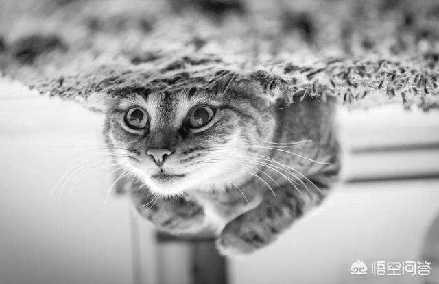 女孩肚子里有老鼠:猫咪到底是喜欢吃鱼还是喜欢吃老鼠