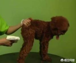 狗狗进去的时候很涨视频:狗狗激动的叫声视频 第一次养狗，最容易犯哪些禁忌？