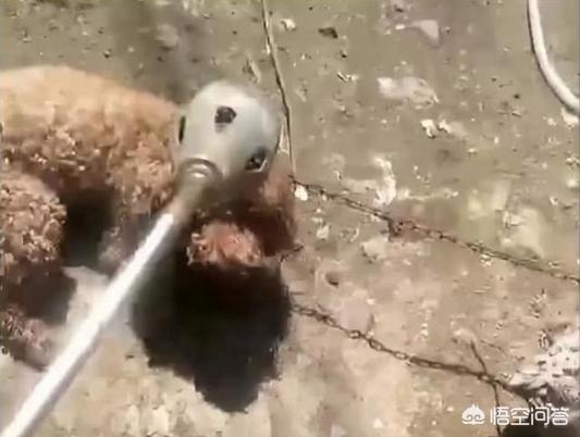 男子当街生火烤狗暴殄天物:有些爱狗人士说“火烧泰迪”的狗主人是偷狗贼，你怎么看？