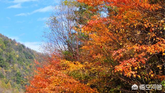 神农架穿越死了多少人，神农架发现“驴头狼”，早已灭绝50万年的生物，为何又突然出现