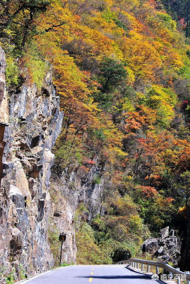 神农架穿越死了多少人，神农架发现“驴头狼”，早已灭绝50万年的生物，为何又突然出现