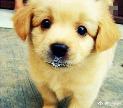 金丹犬大狗哪里买:买金毛在哪里买比较靠谱？