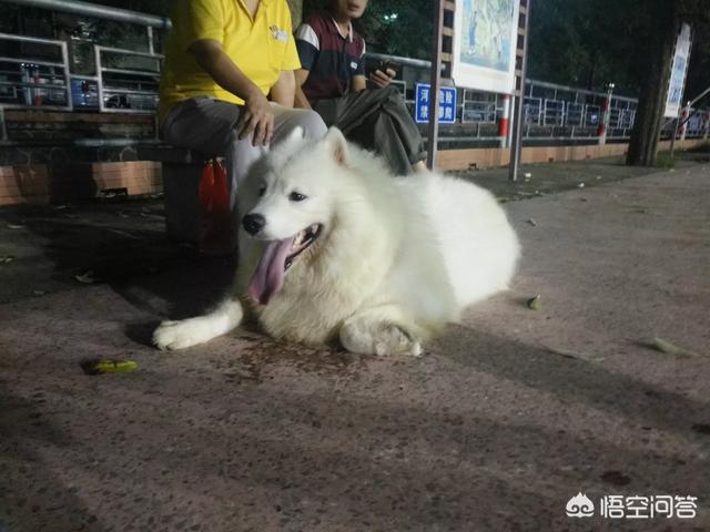 戈登雪达犬价格:萨摩耶一般一只多少钱？好不好养？网上哪里可以买？