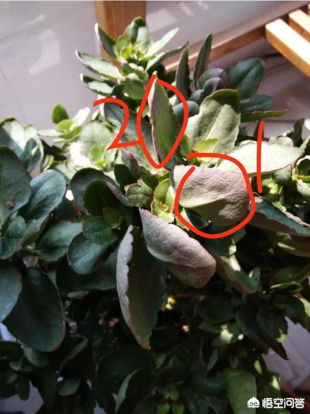 长寿花叶子变软了有红边,叶片上有黑斑,有办法可以解决吗?