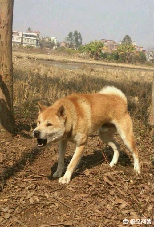 秋田犬币:“中华田园犬”到底是不是一个犬种？