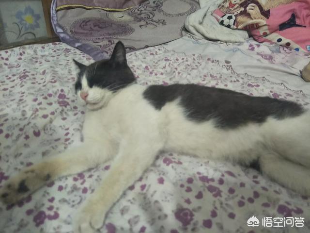 色猫咪最新网站:重点色猫生下什么颜色的猫？