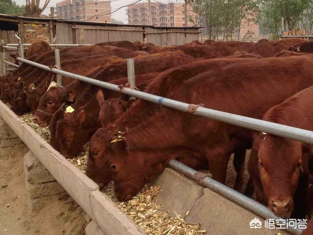 小规模养牛,小规模肉牛养殖如何起步？