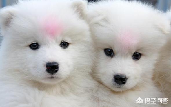 怎么挑选健康的萨摩耶幼犬:萨摩耶的幼犬应该怎么挑选？