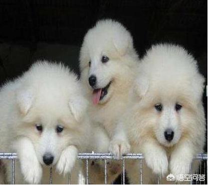 怎么挑选健康的萨摩耶幼犬:萨摩耶的幼犬应该怎么挑选？
