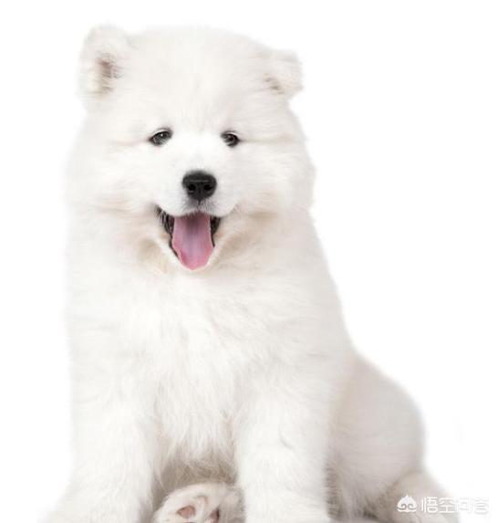 怎么挑选健康的萨摩耶幼犬:萨摩耶的幼犬应该怎么挑选？