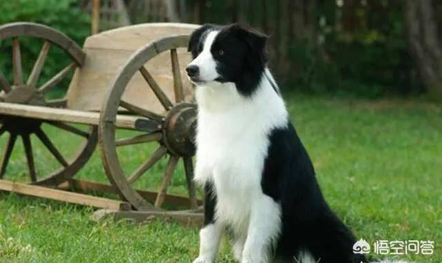 德国牧羊犬与边境牧羊犬性格差异:边境牧羊犬和德国牧羊犬相比，哪个更聪明一点？为什么？ 边境牧羊犬特点和性格特征