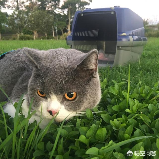 大单间房子怎么养猫:住独居小单间，很想养猫，有什么建议吗？