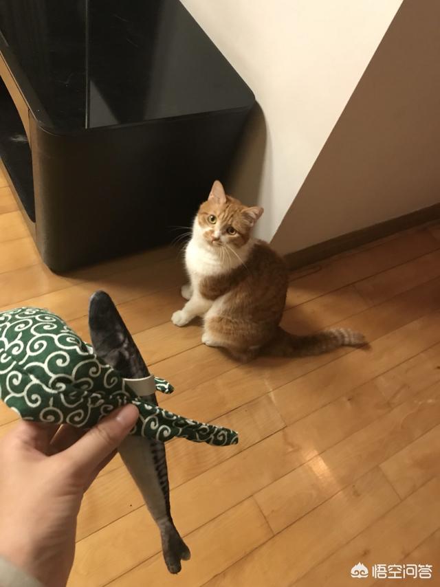 流浪猫对人类的危害大吗 你怎么看么 养猫界小编的回答 头条问答