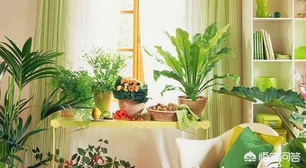 卧室里养什么植物等于慢性自杀，适合在卧室养殖的盆栽植物有哪些