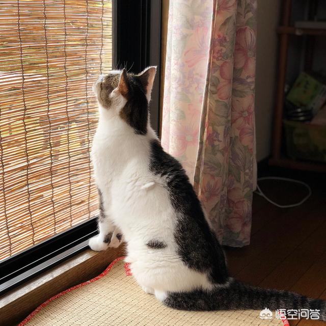 还是养非纯种猫好呢:第一次养猫，养小猫好还是成猫好？