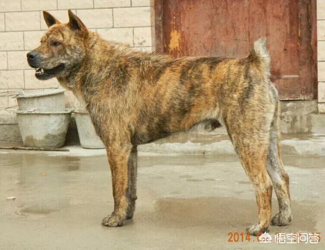 虎斑波尔多犬图片:我国纯种的下司犬和虎斑犬还有多少只？为什么不是特别普及的呢？