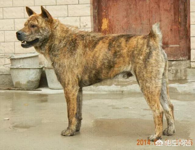 虎斑波尔多犬价格:纽波利顿犬和波尔多獒犬？