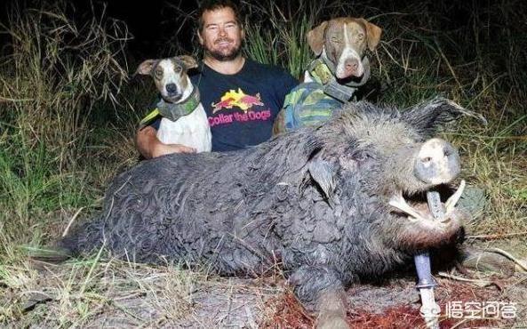 衡阳广西土猎犬网:我国的哪些猎犬比得过杜高犬的狩猎能力？为什么？