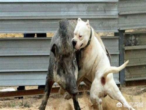 威玛猎犬打野猪怎么样:同体型下，世上的哪种狗可以打得过我国的川东猎犬？为什么？