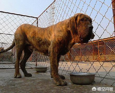 威玛猎犬打野猪怎么样:同体型下，世上的哪种狗可以打得过我国的川东猎犬？为什么？