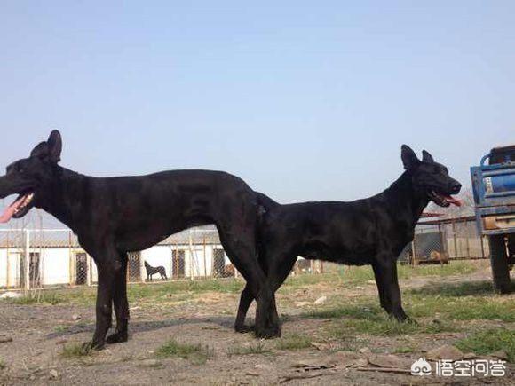 黑狼犬:黑狼犬是一种什么样的狗？