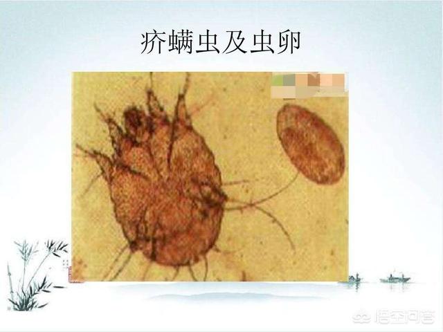 仔猪疥螨:仔猪疥螨怎么治疗 如何治疗和预防猪疥螨病？
