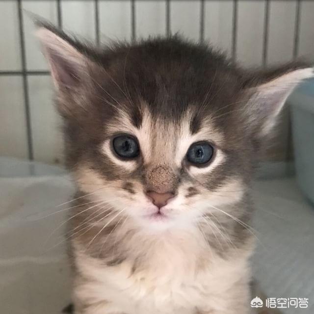 怎么看自己猫咪的品种:如何选择自己的第一只猫？