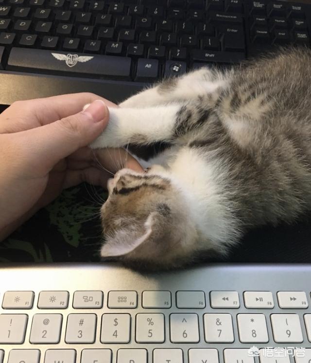 美国卷耳猫:五个月多的猫总是想咬主人怎么办？