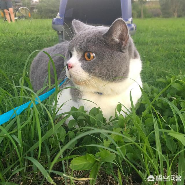 帕拉斯猫视频:猫咪受到惊吓，该怎么办？ 帕拉斯猫图片