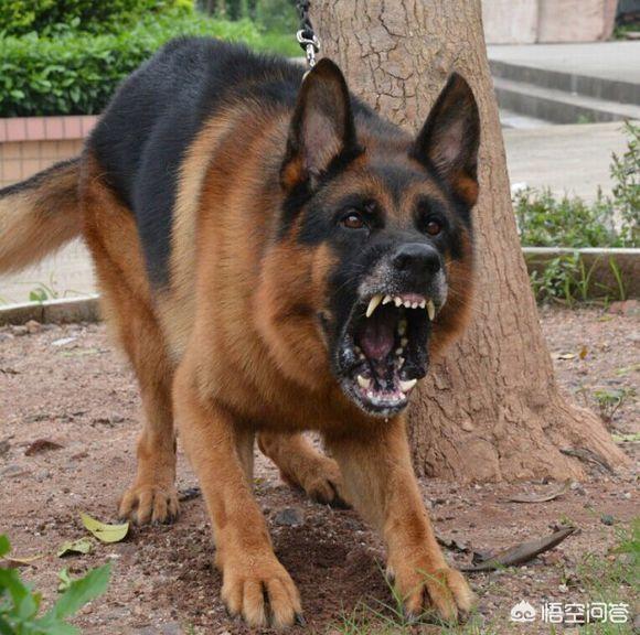 拉布拉多护卫犬:城市里养什么狗用来守家防卫最好？