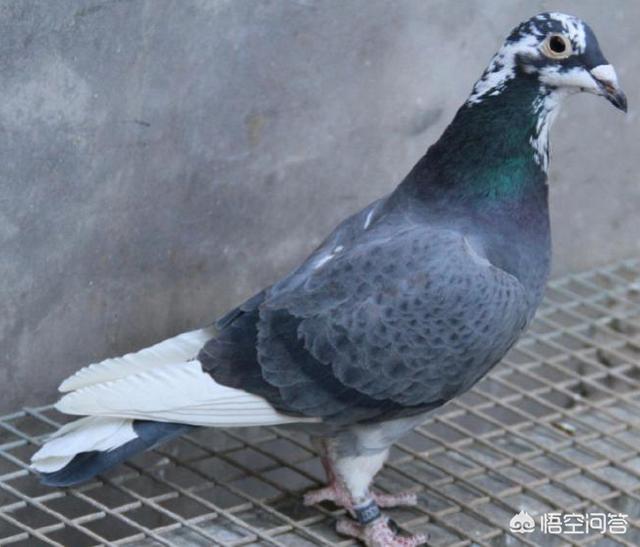 鸽子嗉囊炎该如何防治？插图4