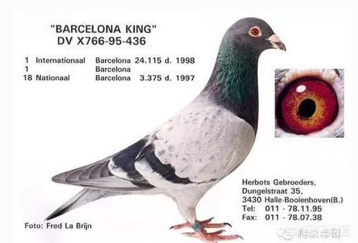 鸽子嗉囊炎该如何防治？插图5