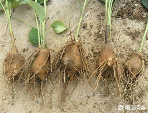 种植中药材白术50亩,可以收益近百万,真有这样的结果吗？