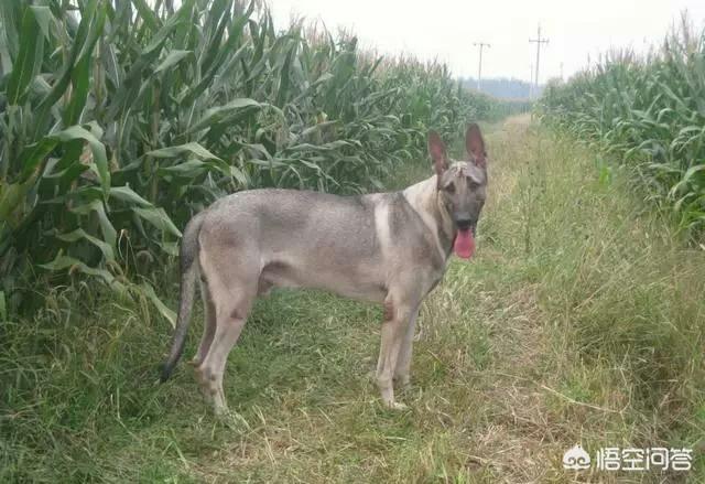 河北狼青犬:我国的狼青犬还多吗？主要分布在哪些地方？