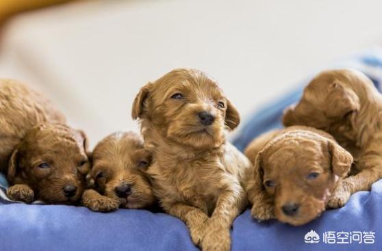 怎么挑选泰迪熊狗:如何挑选一只优秀健康的泰迪犬？