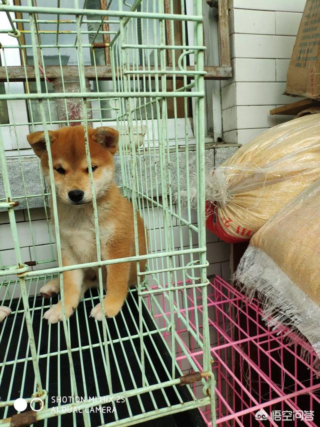 小柴犬阿旺的和风式生活百度云:想养一只柴犬，家里没有院子，能不能养？