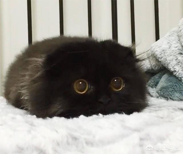 雪鞋猫的传说和性格特征:被捡回家的流浪小猫为什么惧怕出门？