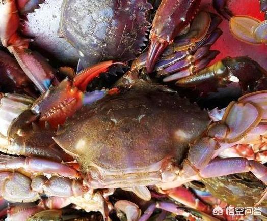 为什么禁止食用海虹,天津人爱吃海虹吗？为什么？
