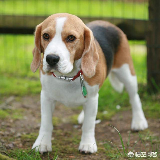比格猎犬特点:养一只比格犬是一种怎样的体验？