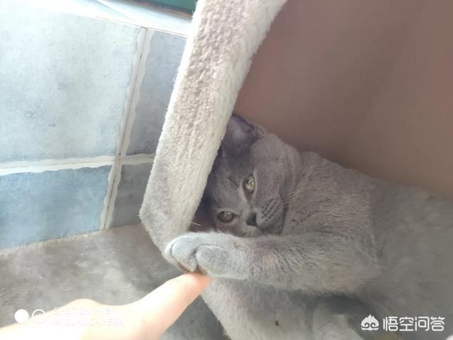 被家猫咬了:被自己家的猫抓破了一点，需要打针吗？