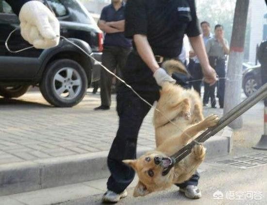 拦车救狗辩论:如何看待贵阳某小区宠物被“团灭”？ 高速拦车救狗