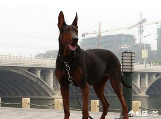 公莱州红犬多少钱一只:莱州红犬多少钱一只 我国的莱州红犬还多吗？价格多少钱？