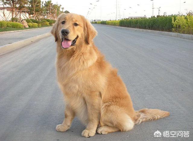 上班族养拉布拉多犬好养吗:拉布拉多犬好不好养，有什么缺点？