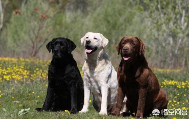 下司犬怎么看纯不纯:我国纯种的下司犬和虎斑犬还有多少只？为什么不是特别普及的呢？